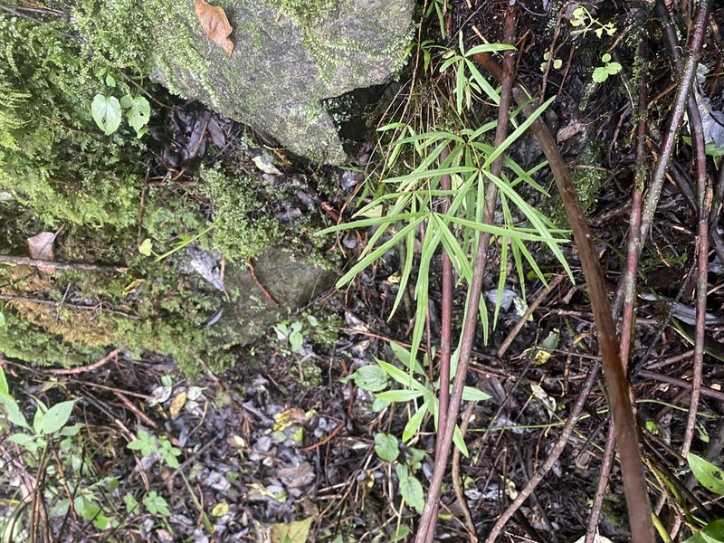 Pteris dactylina photo 7