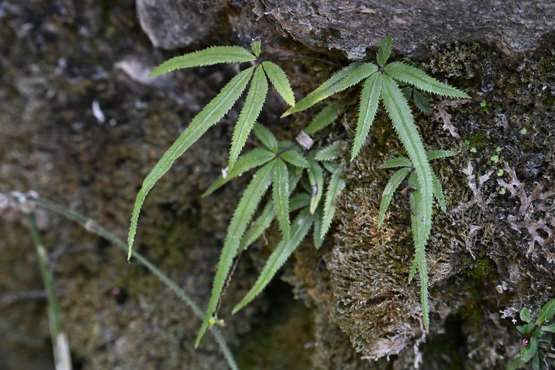 Pteris dactylina photo 8