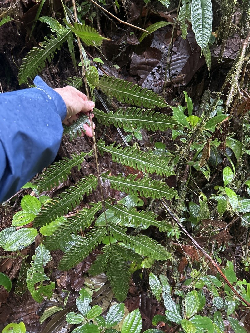 Pteris daguensis photo 2