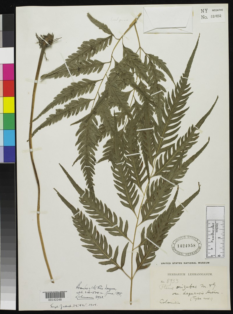Pteris daguensis