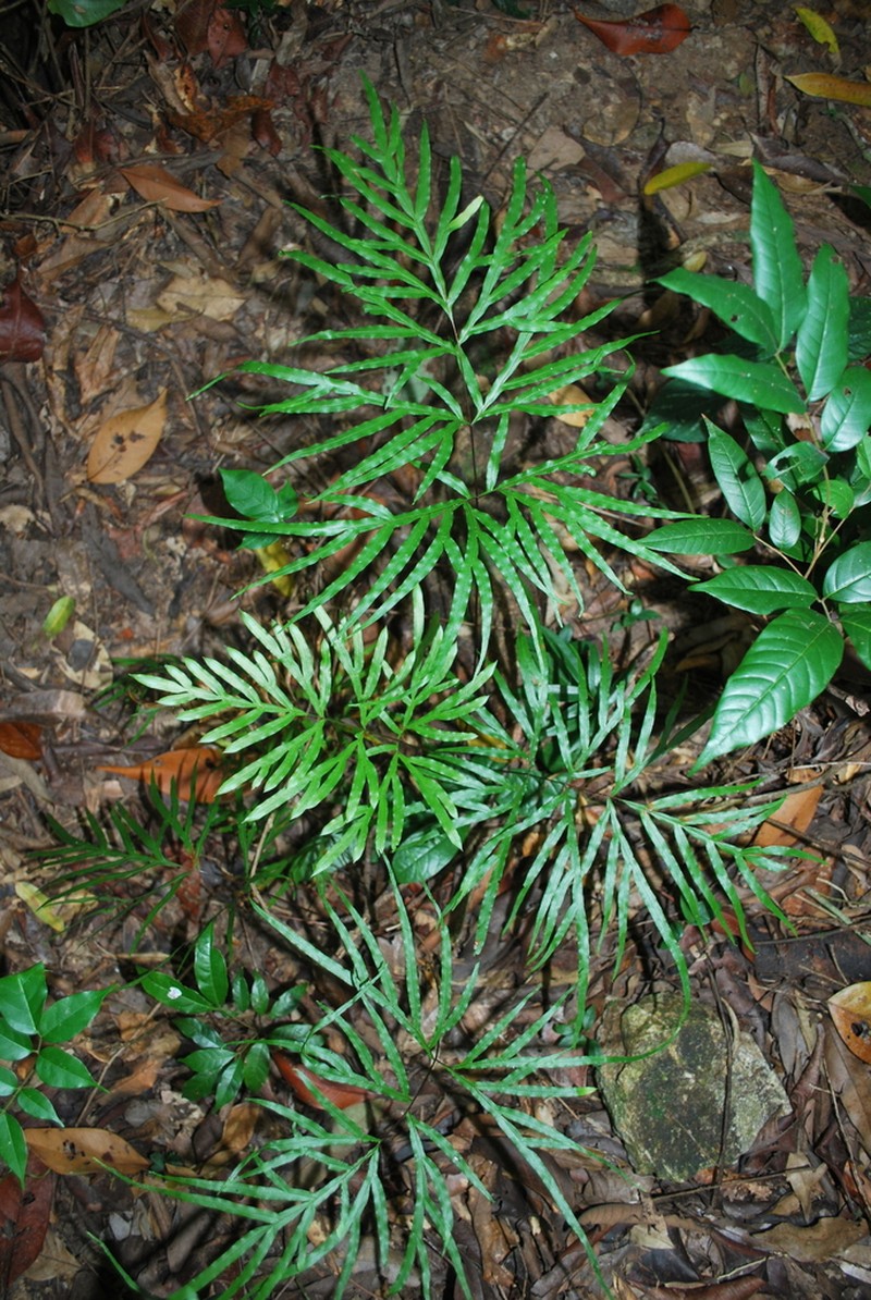Pteris dalhousieae photo 2