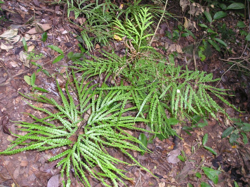 Pteris dalhousieae photo 3