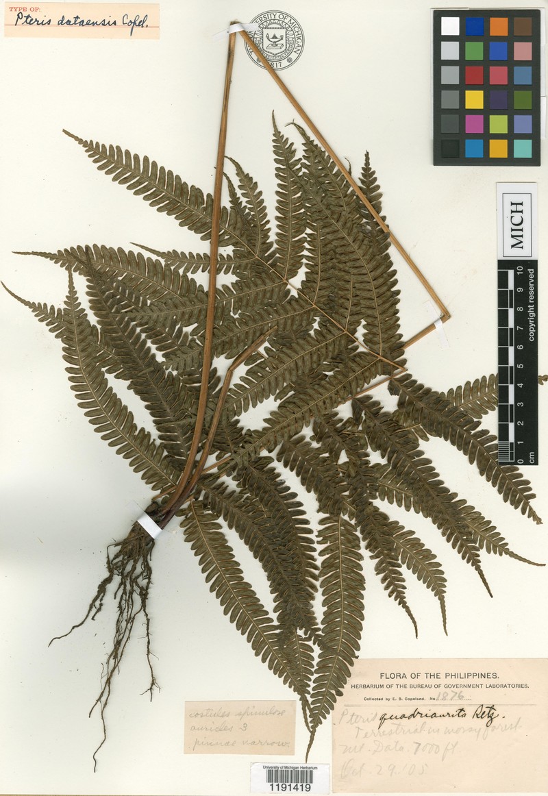 Pteris dataensis