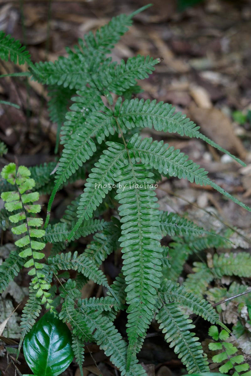 Pteris decrescens