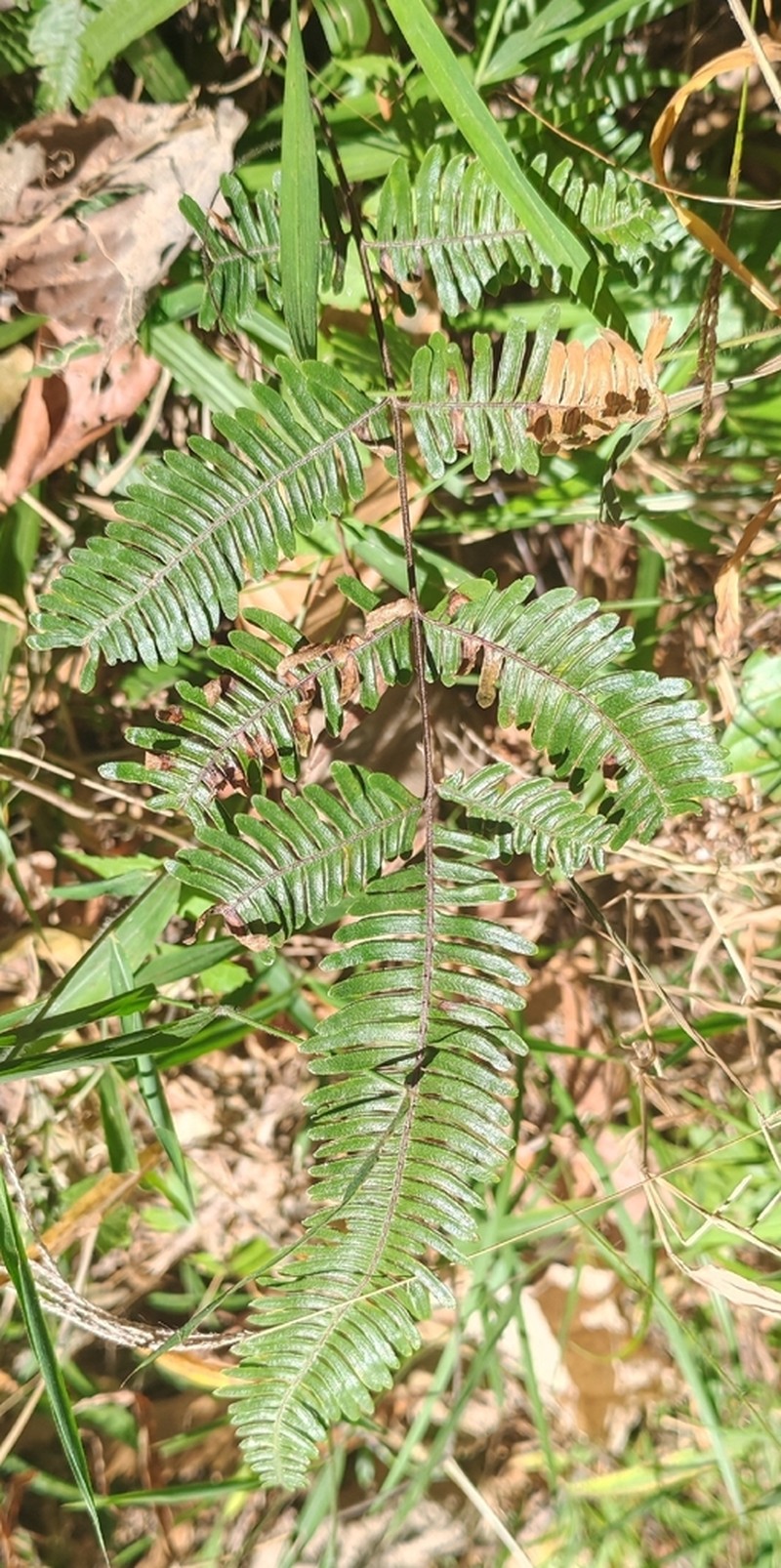 Pteris decrescens photo 2