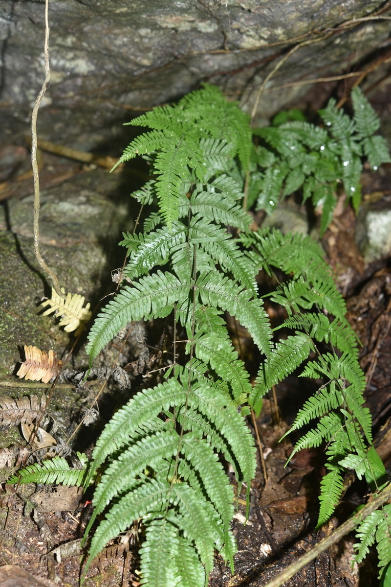 Pteris decrescens photo 3