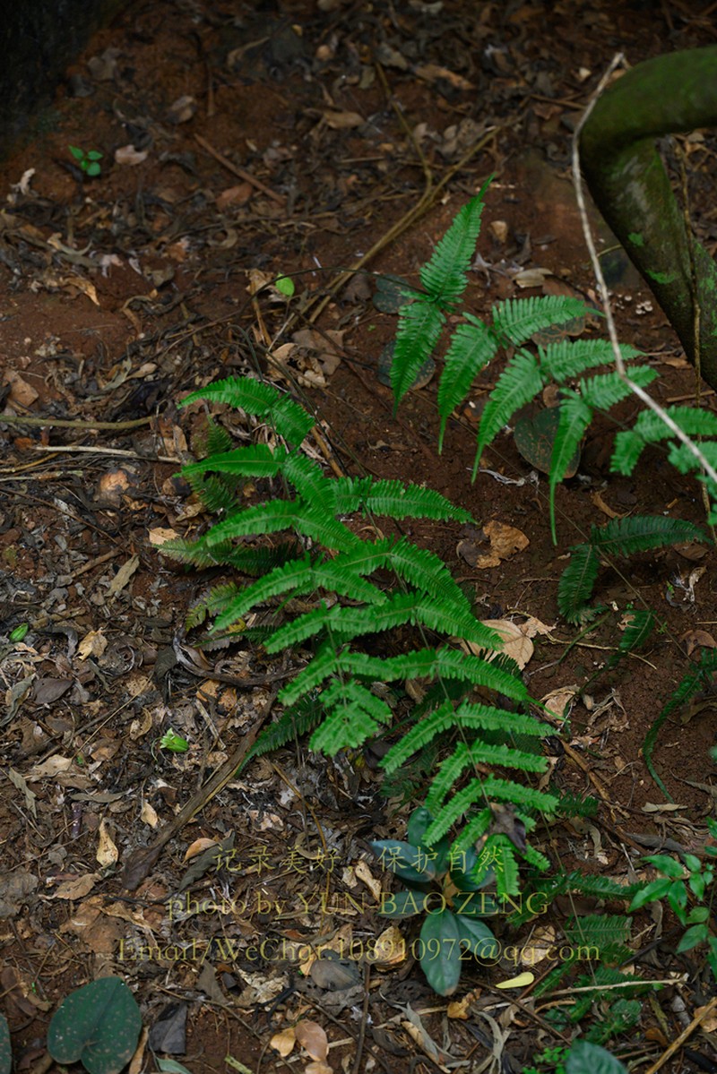 Pteris decrescens photo 4