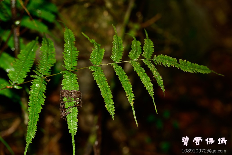 Pteris decrescens photo 5