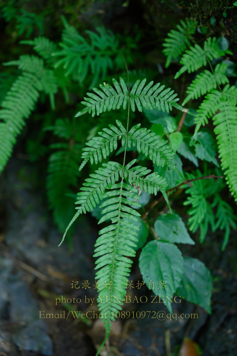 Pteris decrescens photo 7