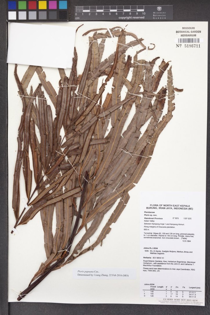 Pteris decrescens var. parviloba
