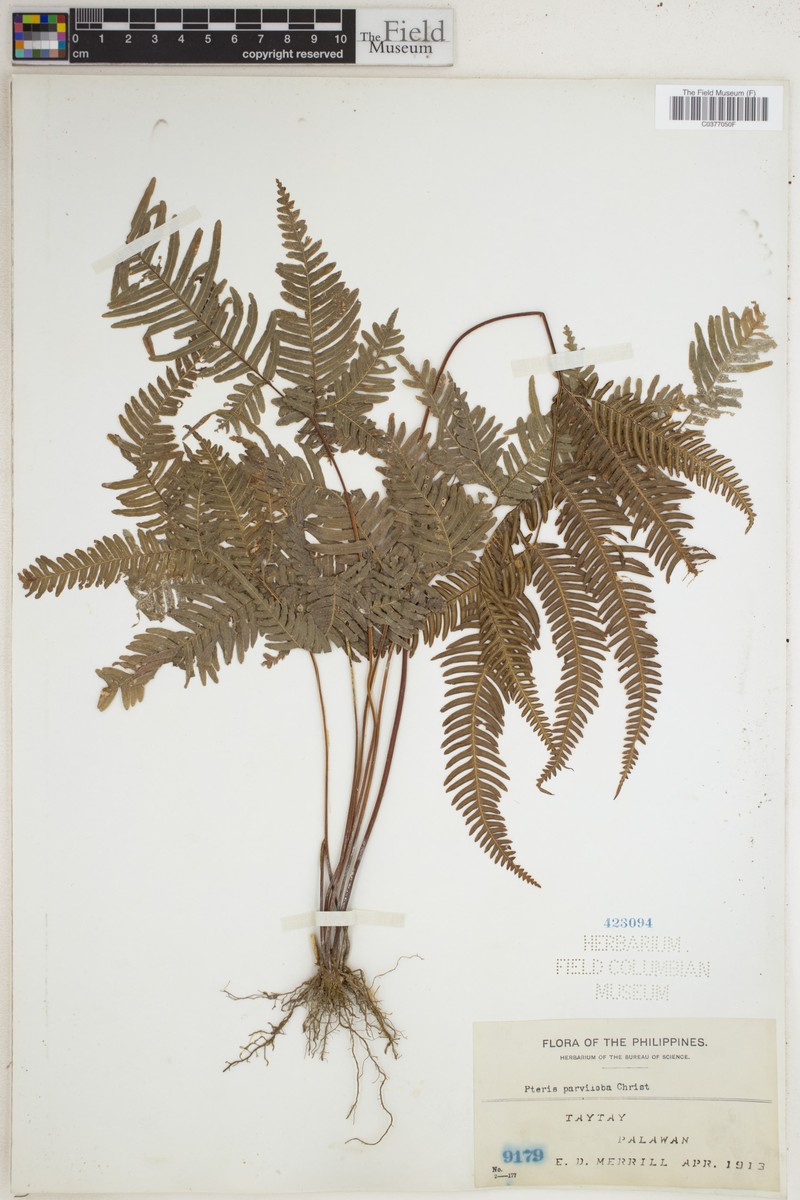 Pteris decrescens var. parviloba photo 2