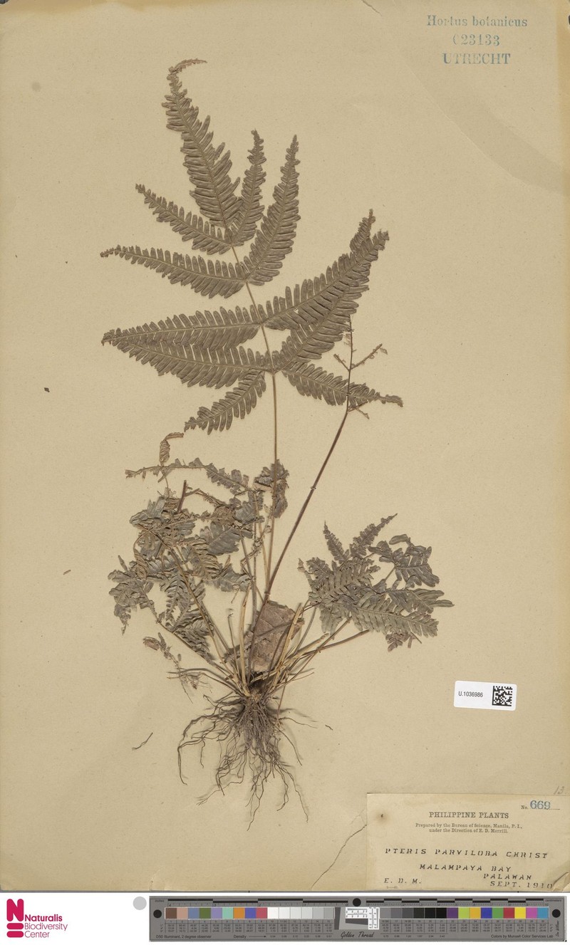 Pteris decrescens var. parviloba photo 3