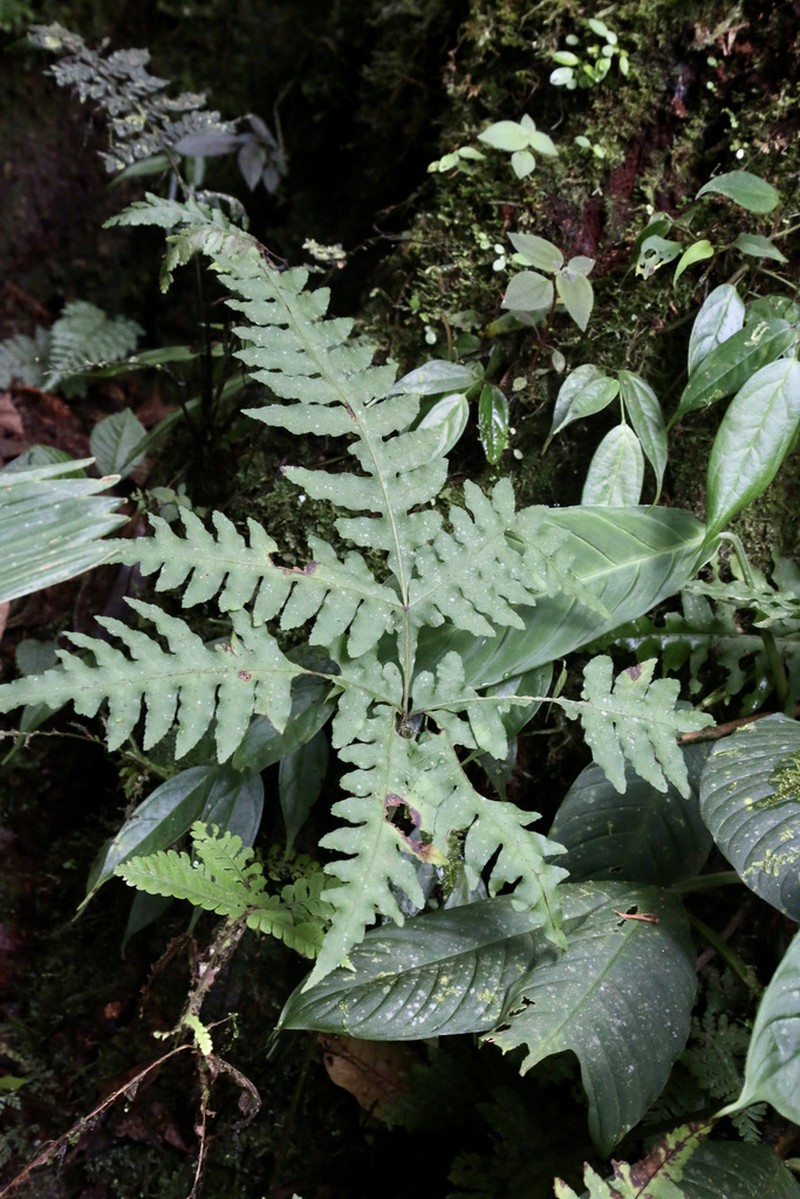 Pteris decurrens