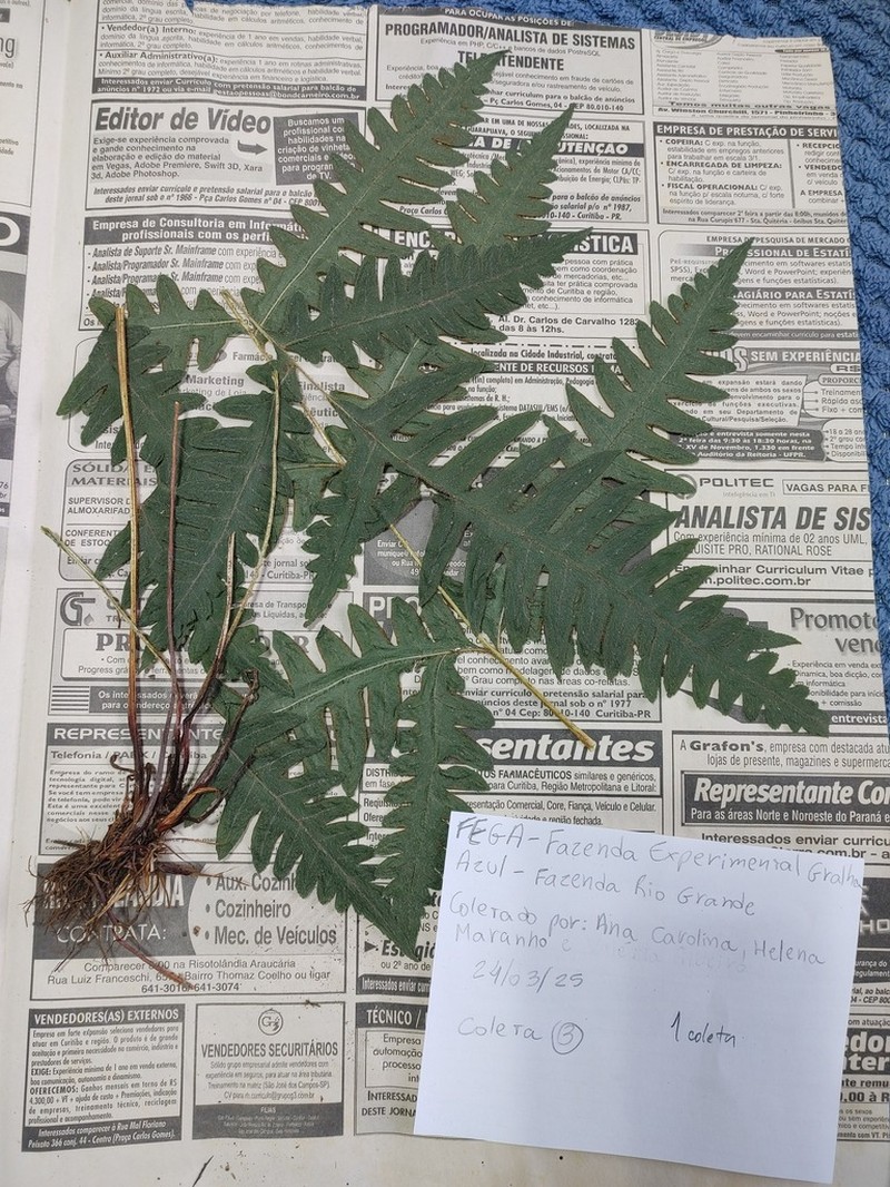 Pteris decurrens photo 2