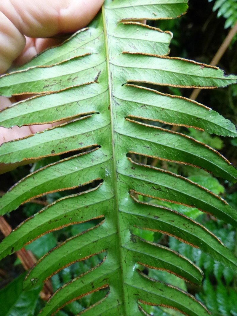 Pteris decurrens photo 3