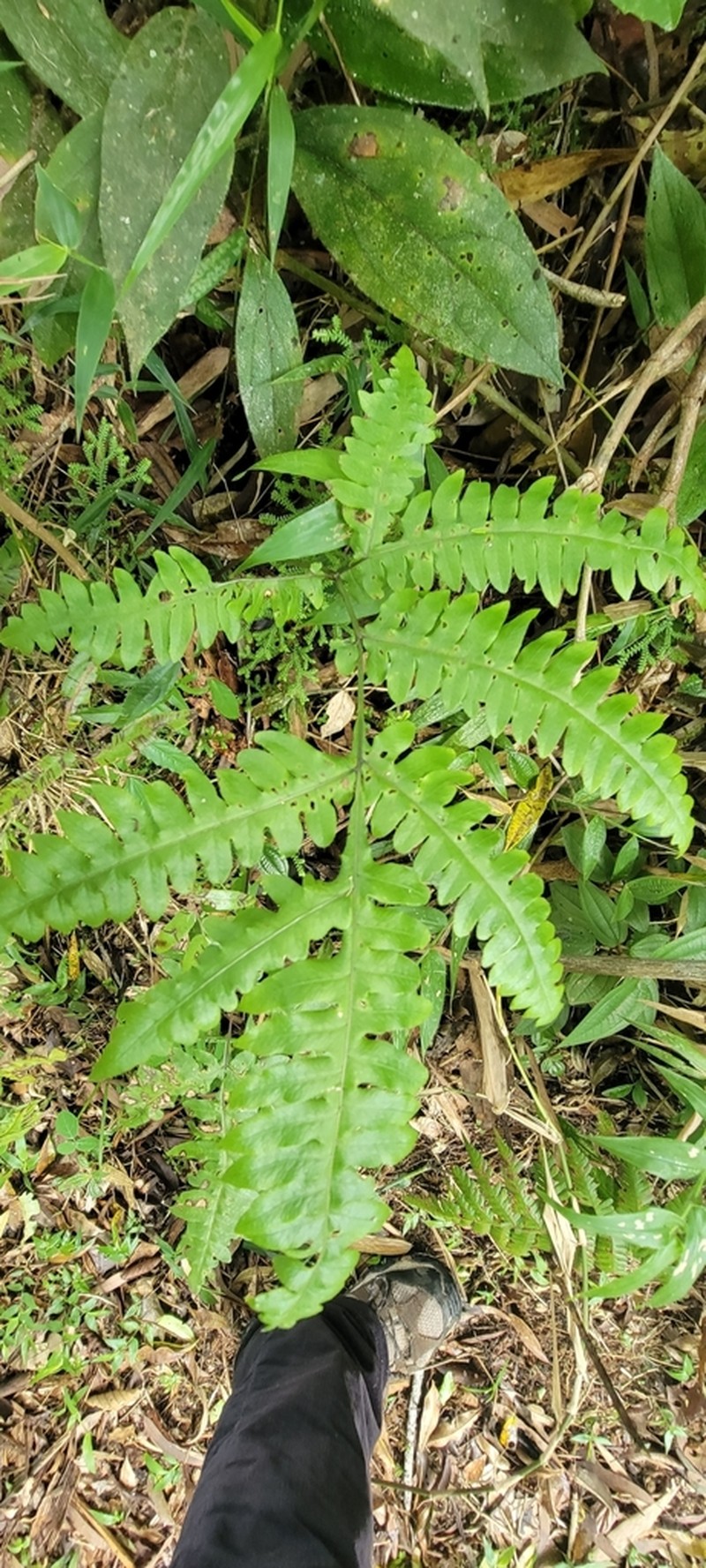 Pteris decurrens photo 4
