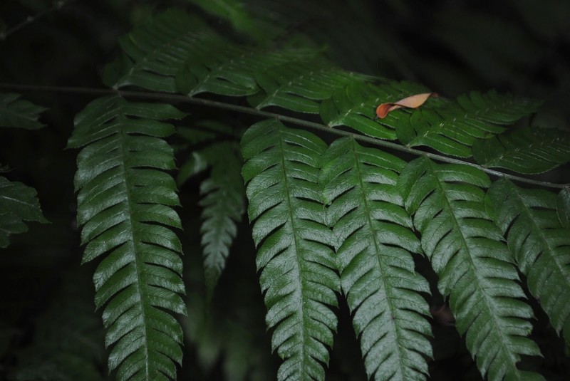 Thickleaf Brake photo 5