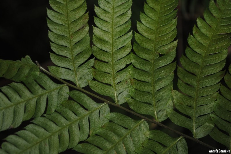 Thickleaf Brake photo 2
