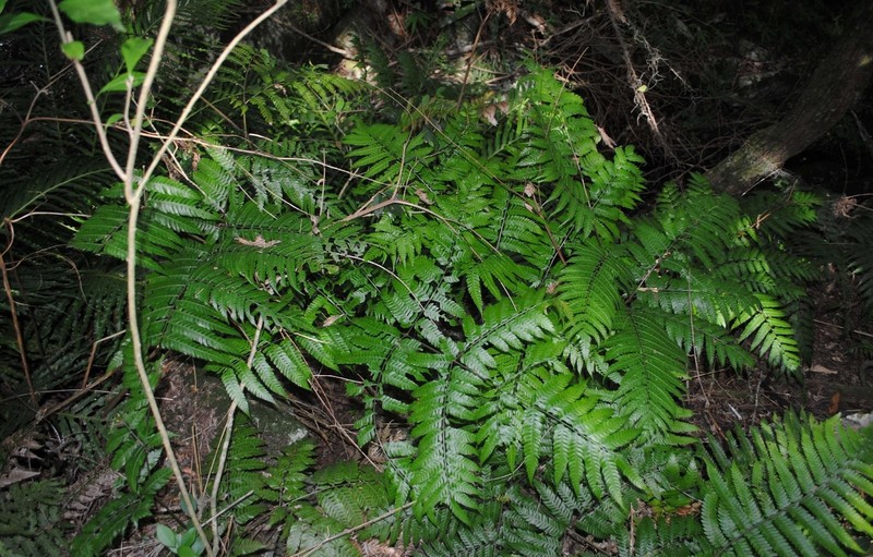 Thickleaf Brake photo 3
