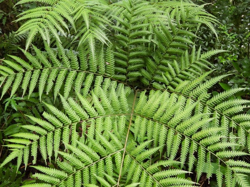 Thickleaf Brake
