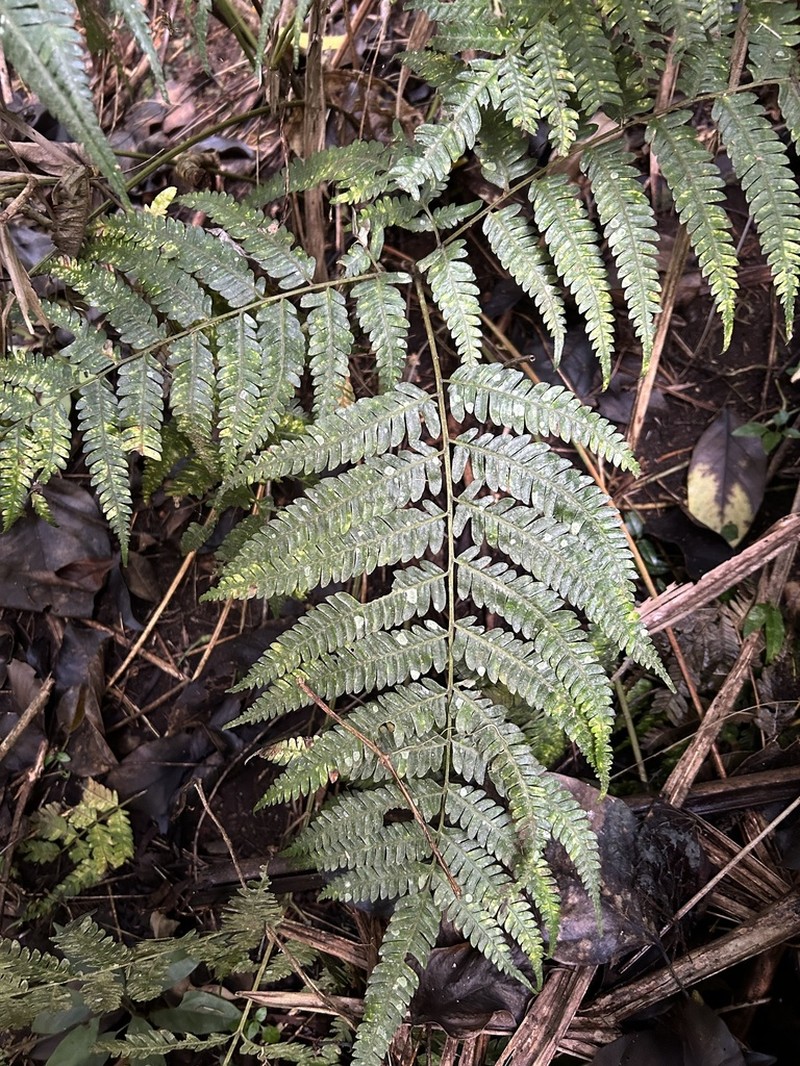 Thickleaf Brake photo 2