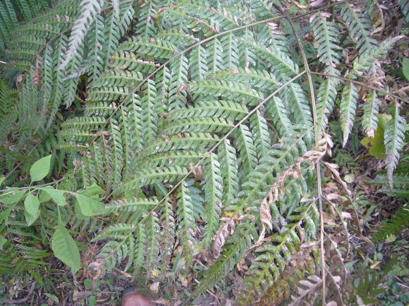 Thickleaf Brake photo 4