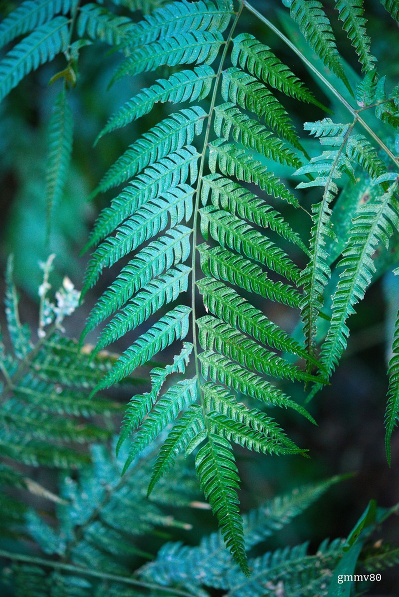 Thickleaf Brake photo 6