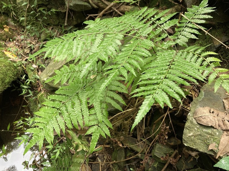 Thickleaf Brake photo 7