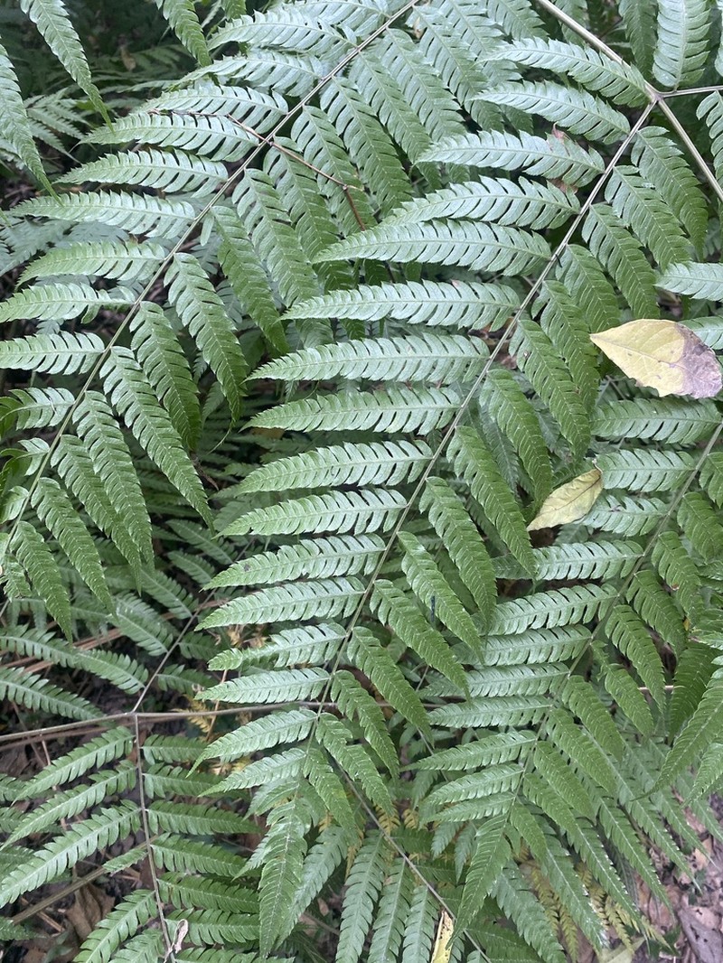 Thickleaf Brake photo 8