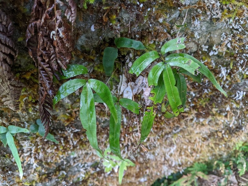 Pteris deltodon