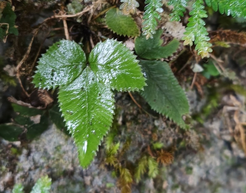 Pteris deltodon photo 2