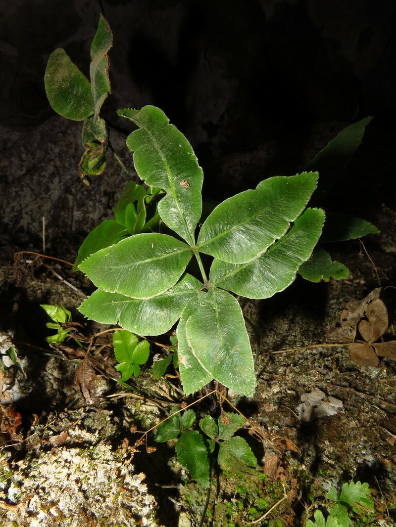 Pteris deltodon photo 3