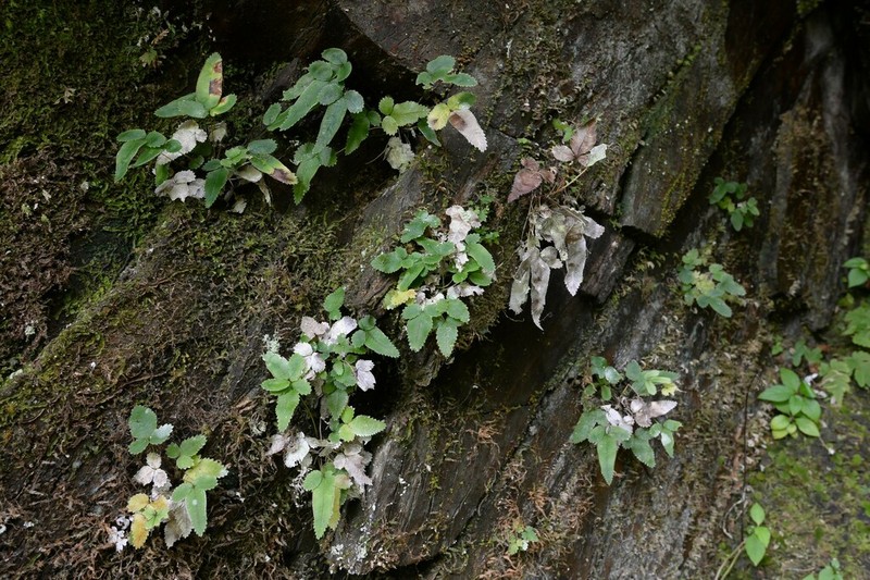 Pteris deltodon photo 4