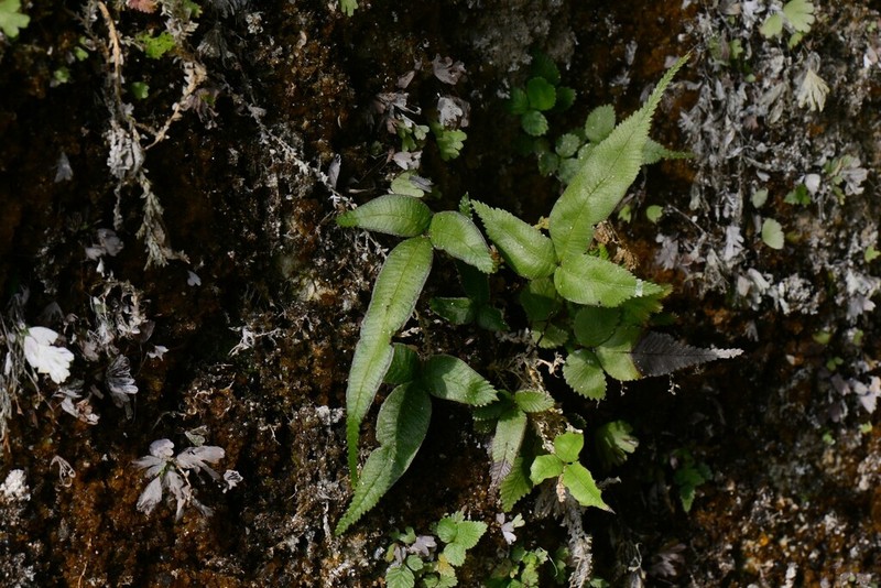 Pteris deltodon photo 5