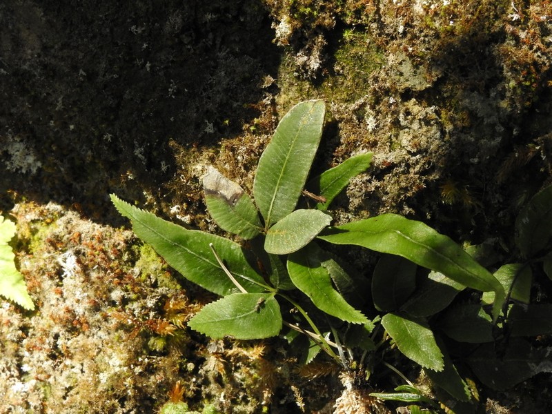 Pteris deltodon photo 6