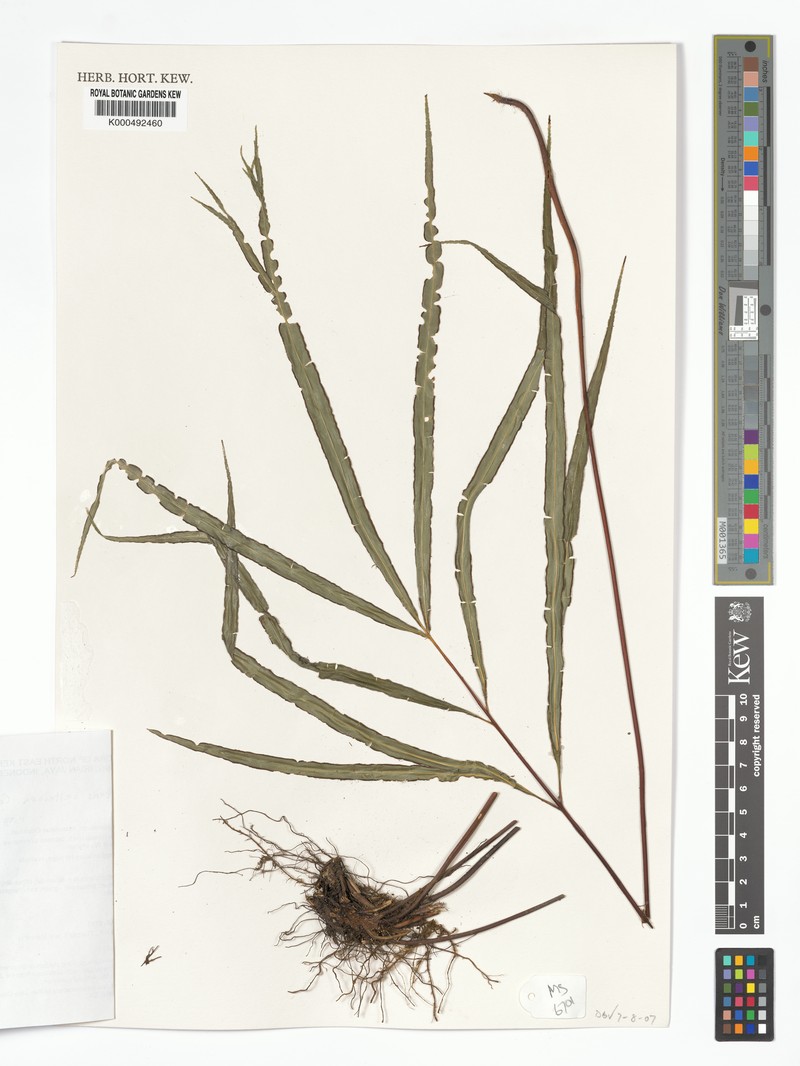 Pteris deltoidea