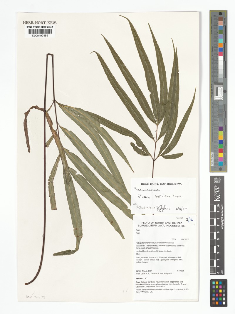 Pteris deltoidea photo 2
