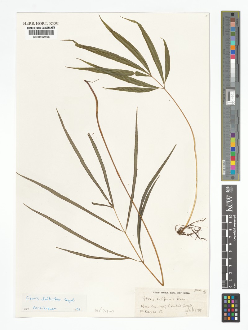 Pteris deltoidea photo 3
