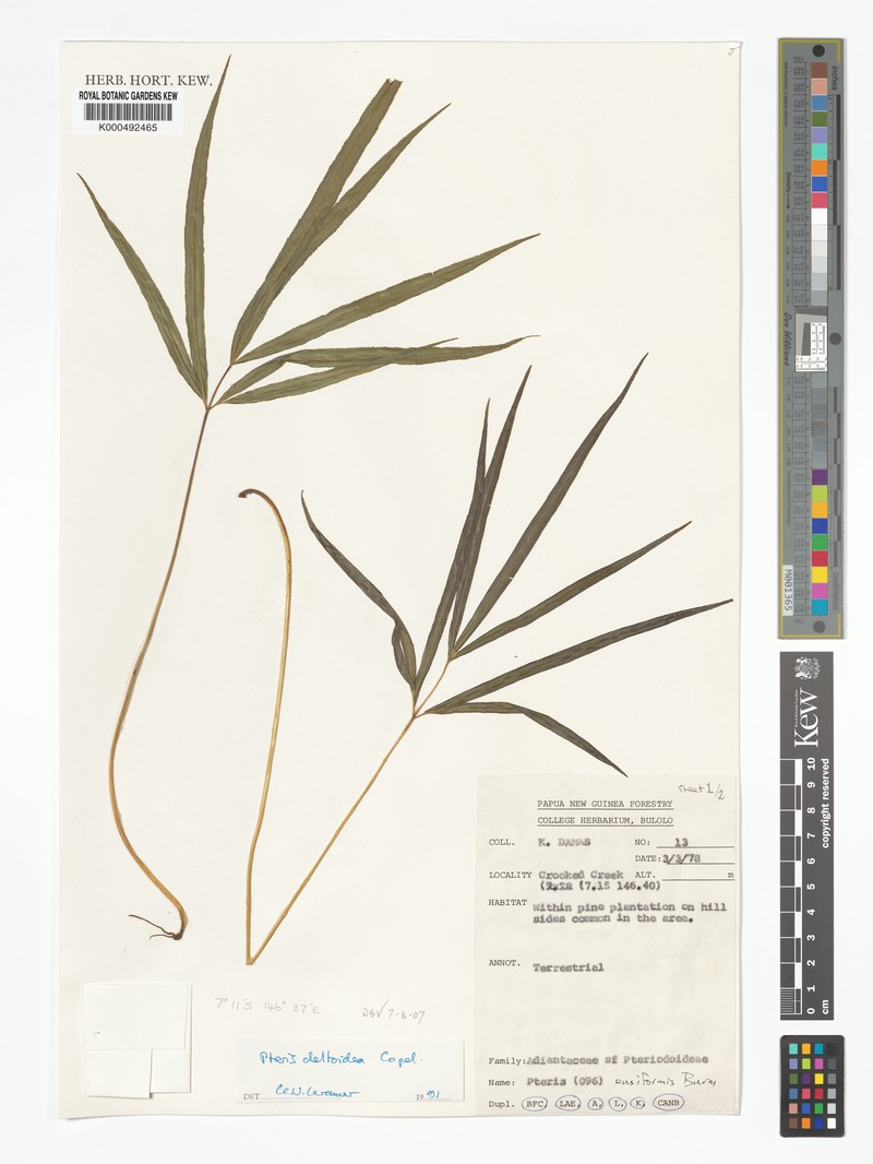 Pteris deltoidea photo 4
