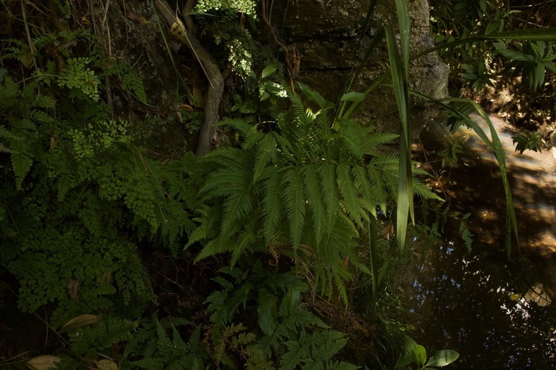 Pteris dentata