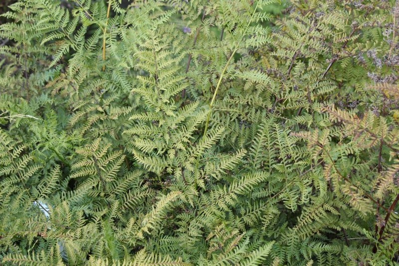 Pteris dentata photo 2