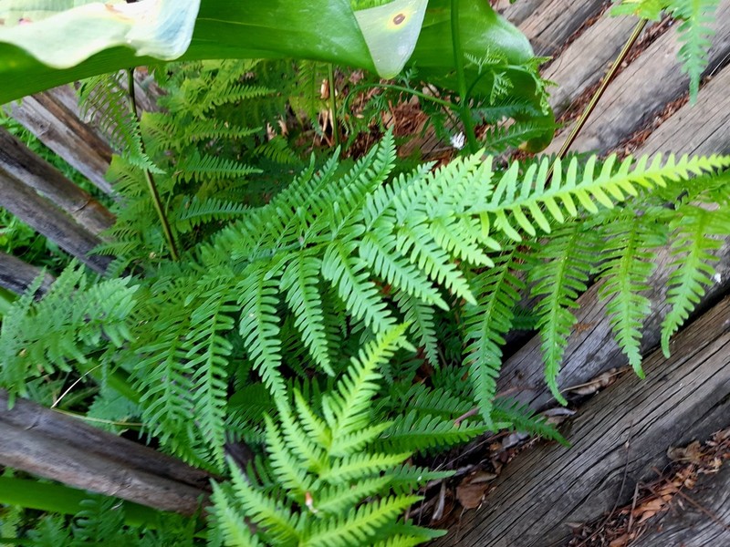 Pteris dentata photo 3