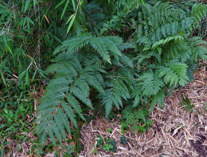 Pteris dentata photo 4
