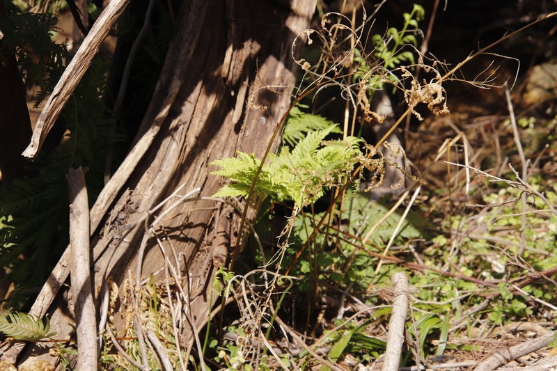 Pteris dentata photo 5