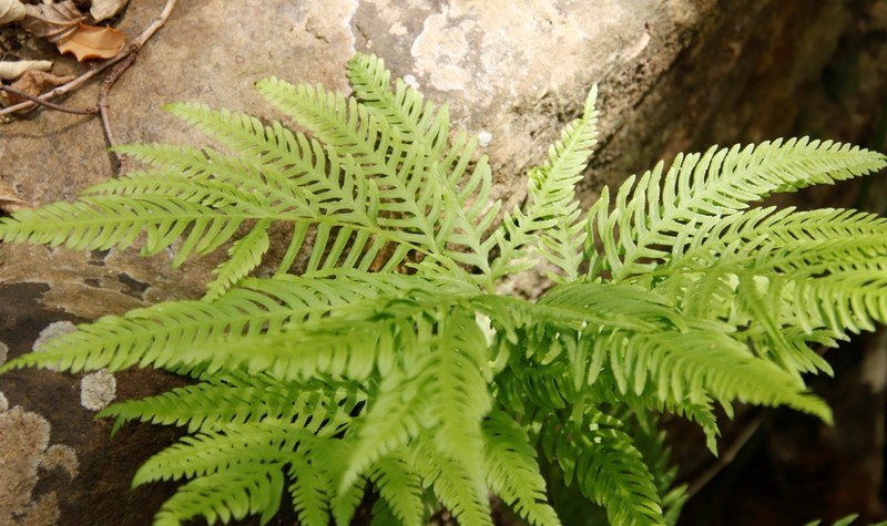 Pteris dentata photo 6