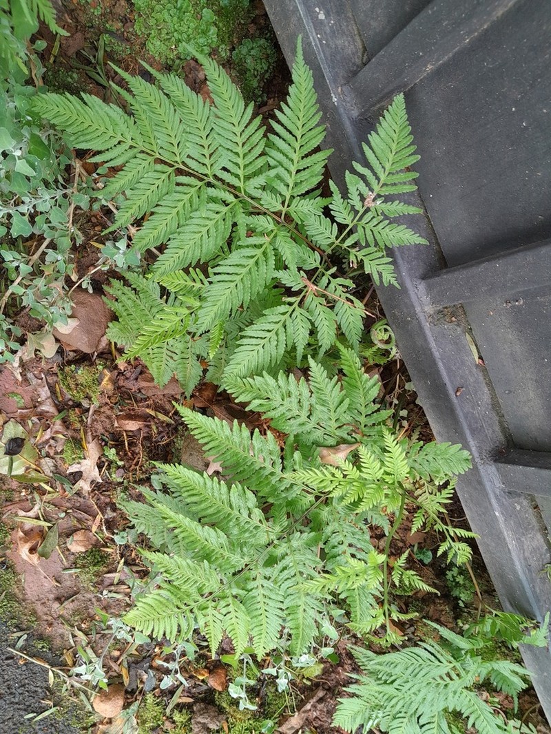 Pteris dentata photo 7