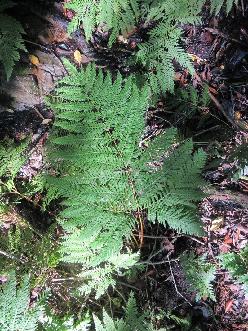 Pteris dentata photo 8
