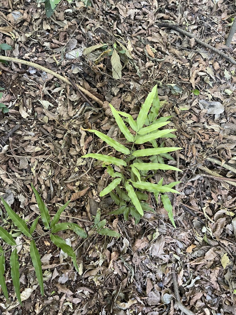 Pteris denticulata var. denticulata