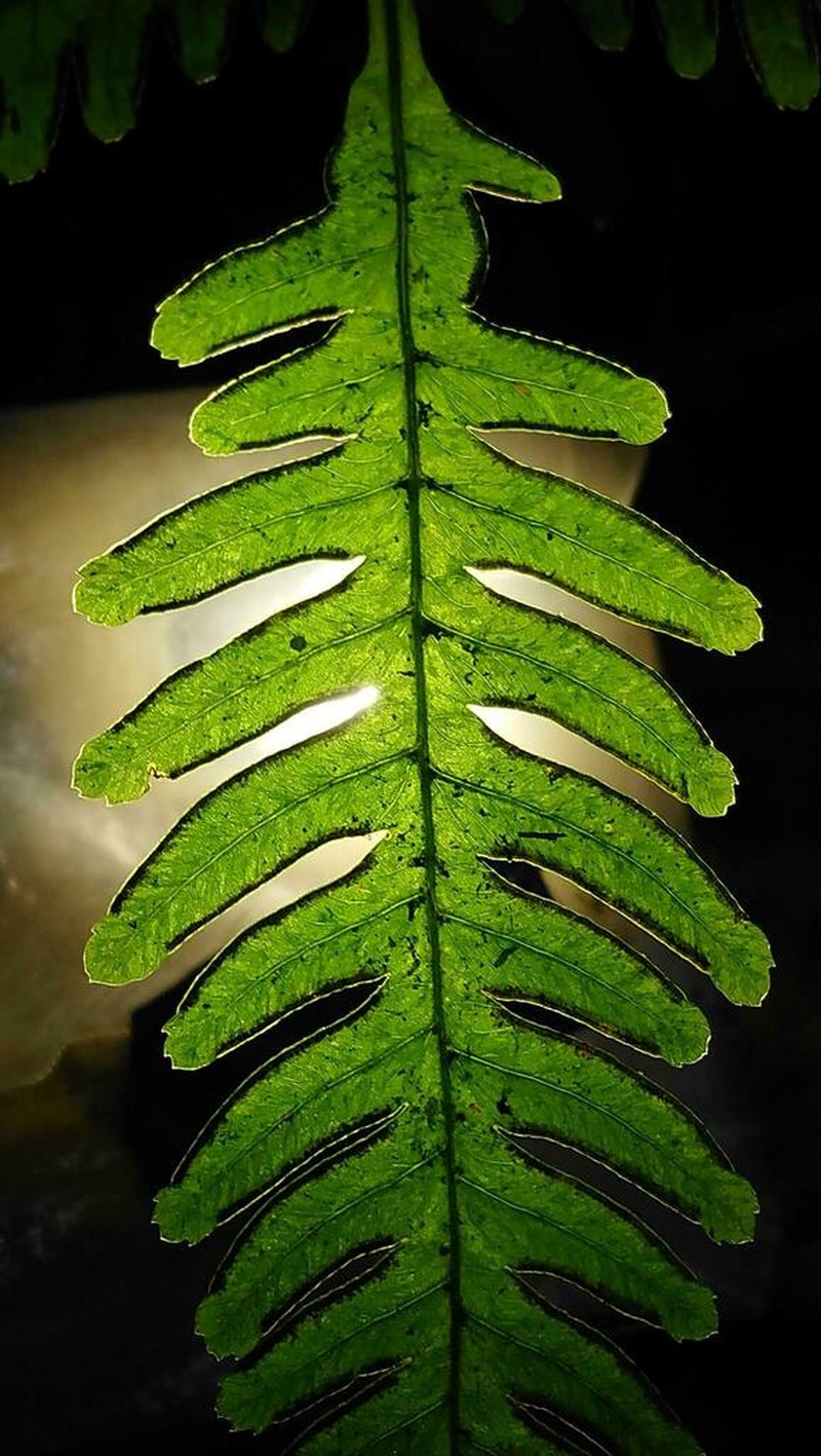 Pteris dimorpha