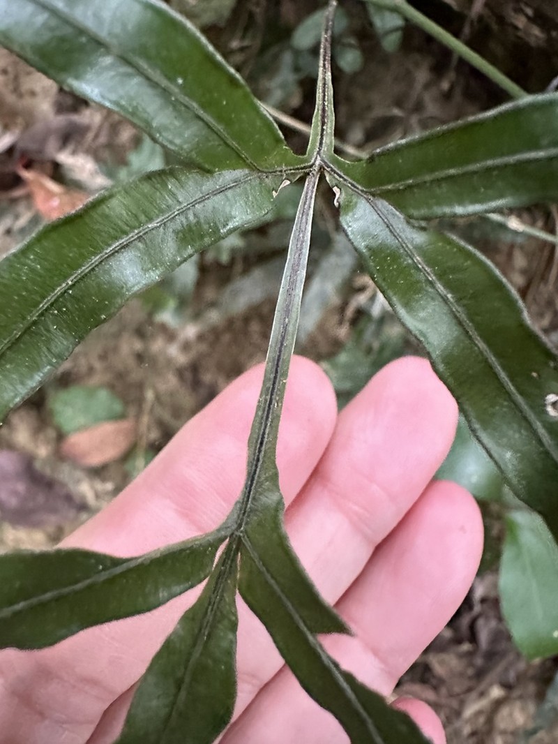 Pteris dimorpha photo 2